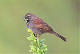 Five-striped Sparrow